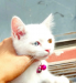 Odd Eye cat for sale